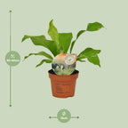 Asplenium nidus (fugleredbreg) – Ø12 cm, 35 cm høj