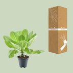Brighamia Insignis 'Hawaii Palm' (Hawaii-Palme) – Ø12 cm, 37 cm hoch