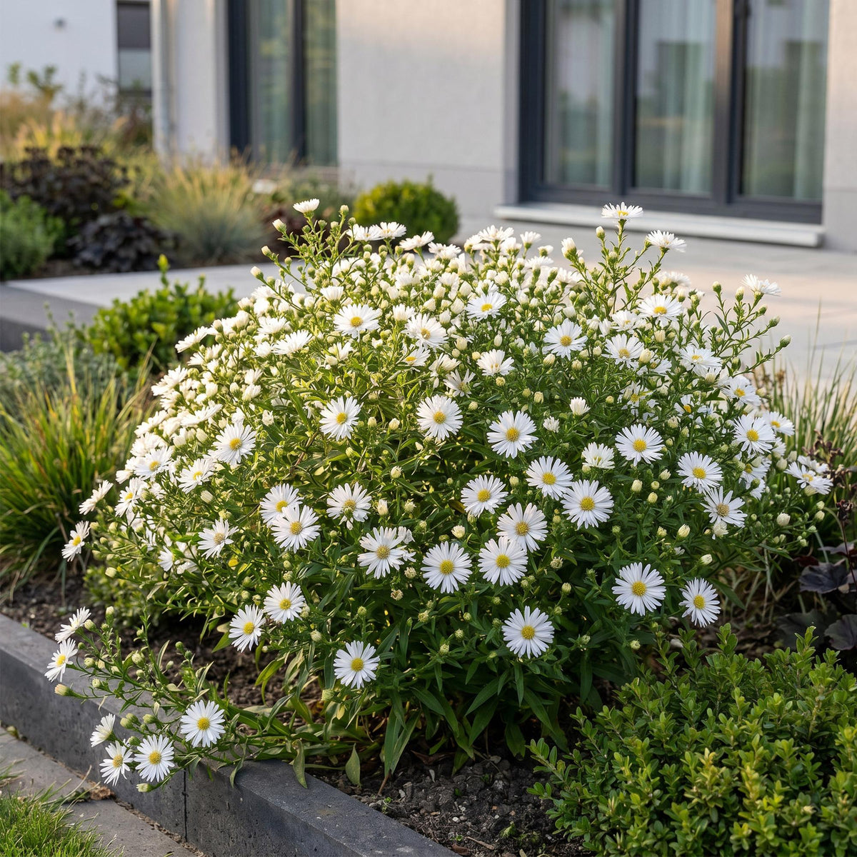 Aster 'Schneekissen' – weiß – 12 Pflanzen, Ø11 cm, 15–25 cm hoch – Bild 6