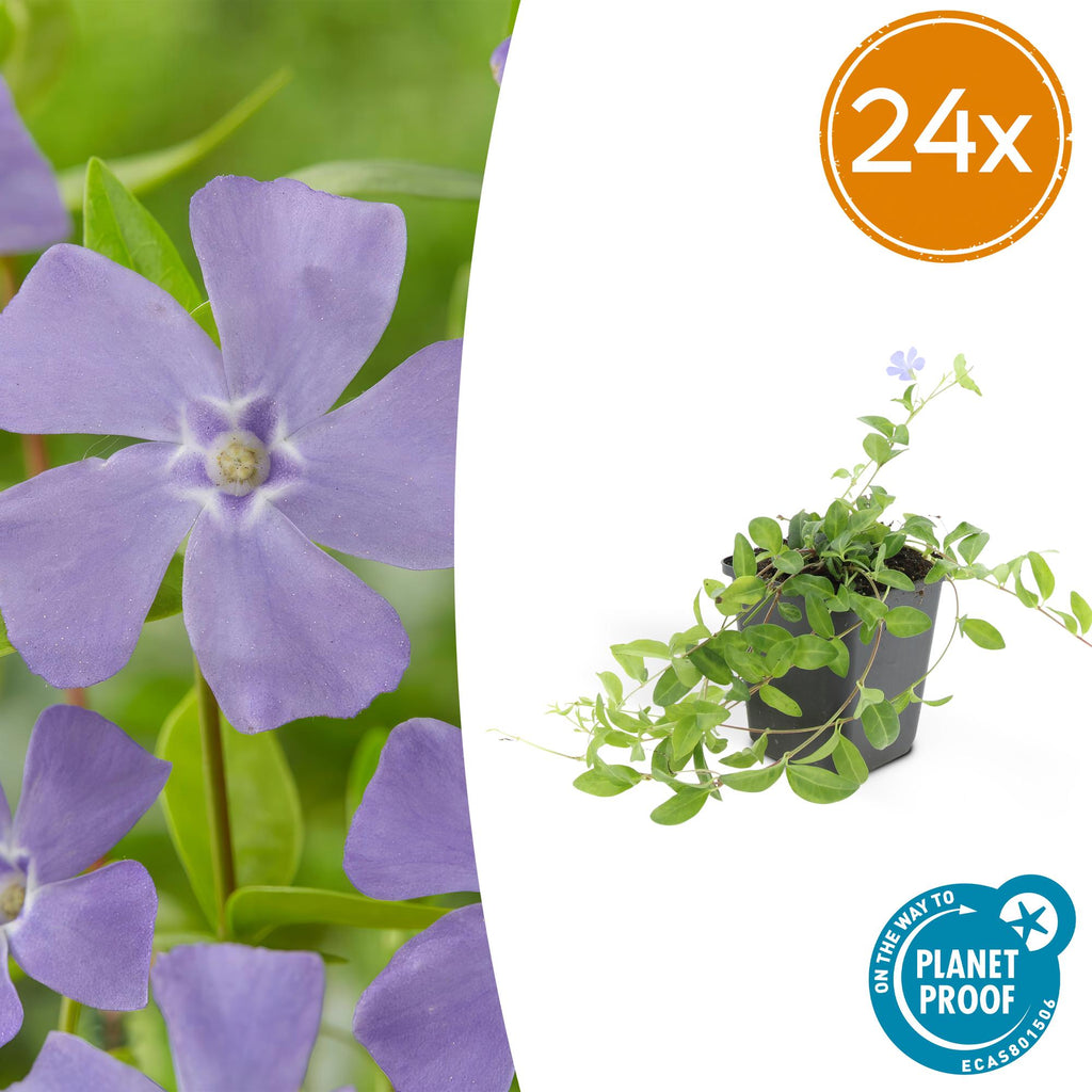 Vinca minor (Gewöhnlicher Immergrün) – 24 Pflanzen, Ø9 cm, 10–25 cm hoch