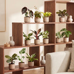 12× Box surprise de plantes d’intérieur – Ø6 cm, 5–15 cm de haut