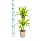Dracaena Deremensis Lemon Lime (drakträd) – Ø19 cm, 70–90 cm hög