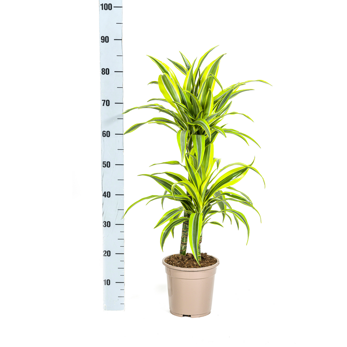 Dracaena Deremensis Lemon Lime (drakträd) – Ø19 cm, 70–90 cm hög