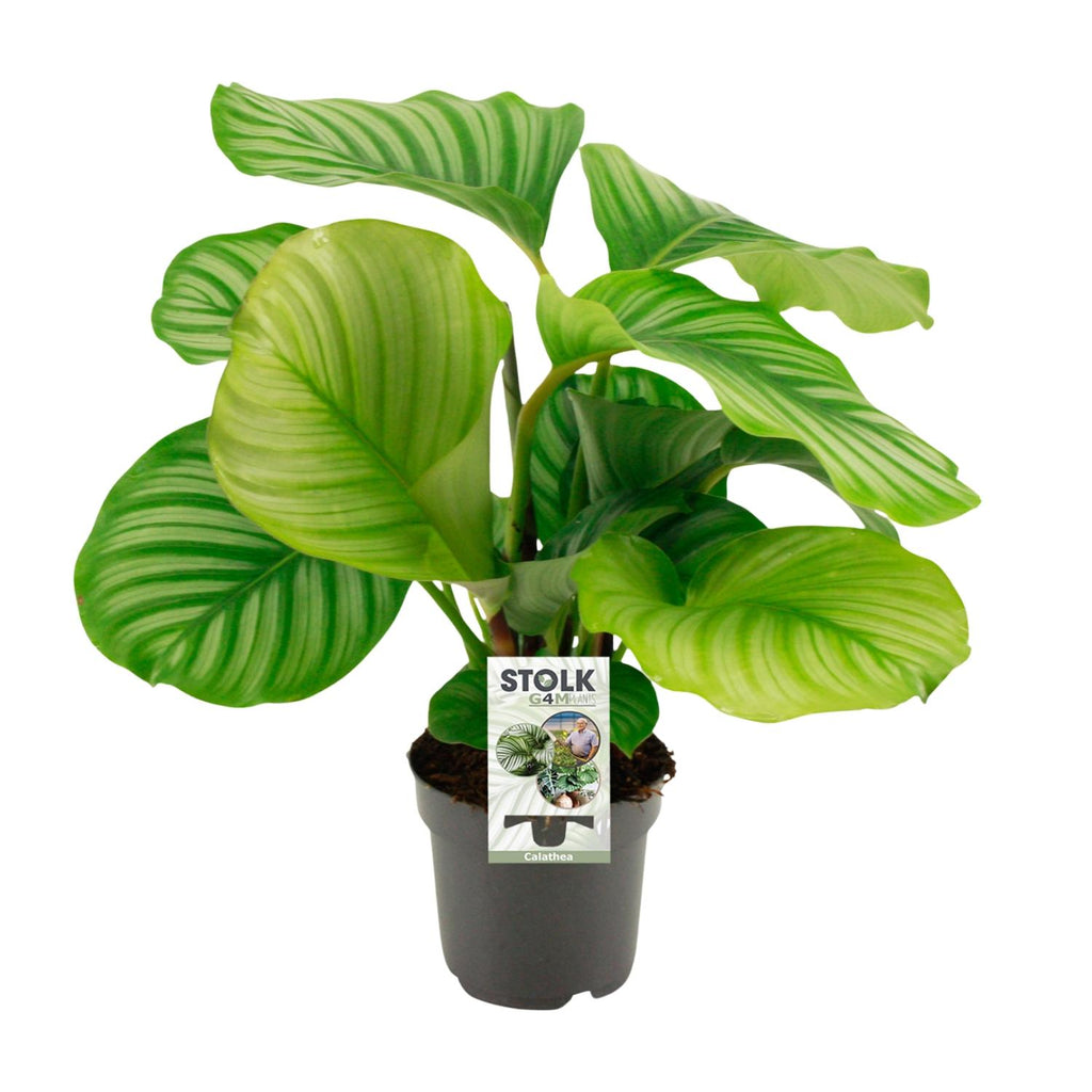 Calathea orbifolia – Ø14 cm, 50 cm hoog