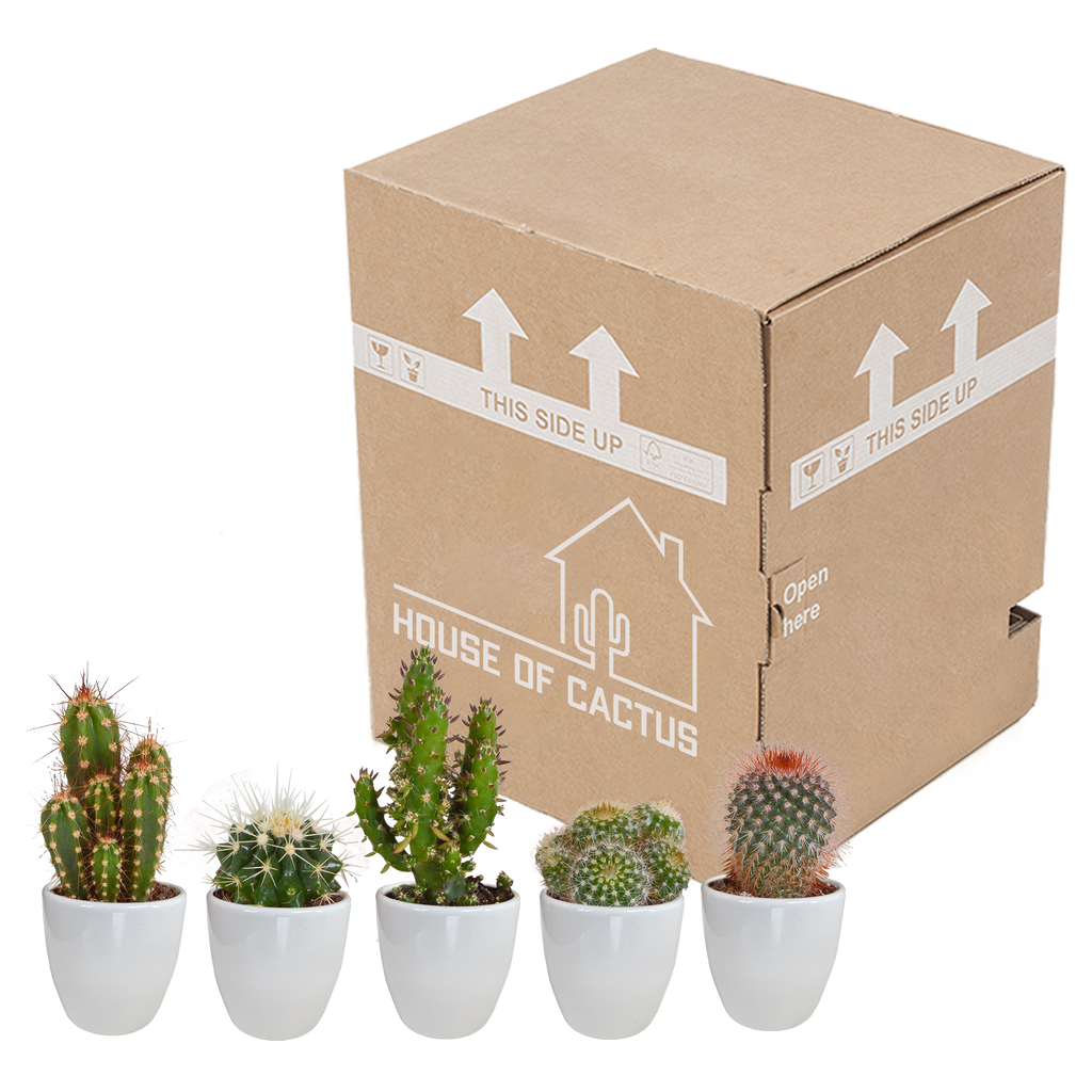 Kaktusmix (Cactaceae) i hvid potte – Ø6 cm, 40 cm høj
