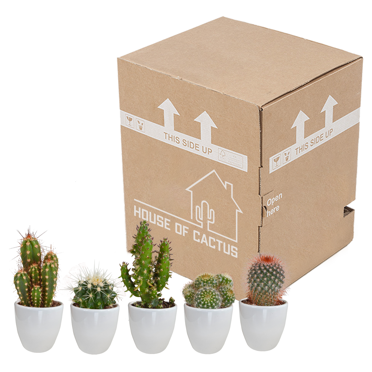 Kaktusmix (Cactaceae) i hvid potte – Ø6 cm, 40 cm høj