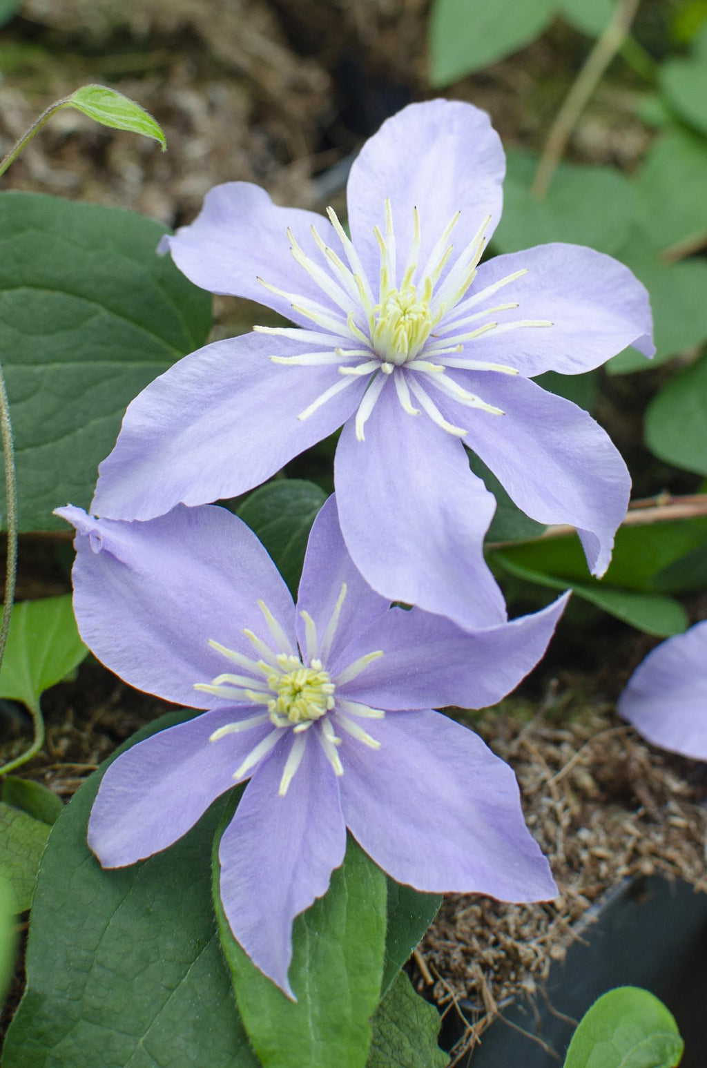 Clematis 'Justa' (grimpette) – 4 plantes, Ø15 cm, 65 cm de haut – photo 2