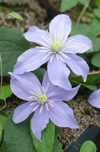 Clematis 'Justa' (grimpette) – 4 plantes, Ø15 cm, 65 cm de haut