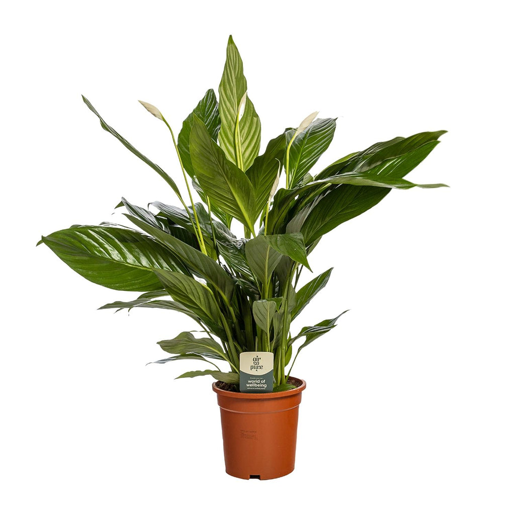 Spathiphyllum Bingo Cupido (fredslilje) – Ø19 cm, 80 cm høj – art. 5241