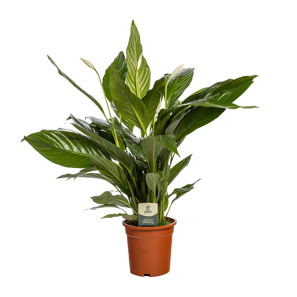 Spathiphyllum Bingo Cupido (fredslilje) – Ø19 cm, 80 cm høj – art. 5241