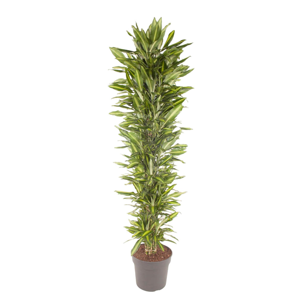 Dracaena Cintho vertakt (drakenboom) – Ø40 cm, 210 cm hoog
