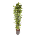 Dracaena Cintho vertakt (drakenboom) – Ø40 cm, 210 cm hoog