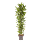 Dracaena Cintho vertakt (drakenboom) – Ø40 cm, 210 cm hoog