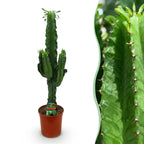 Euphorbia eritrea – Ø19 cm, 70 cm hoog – art. 54705