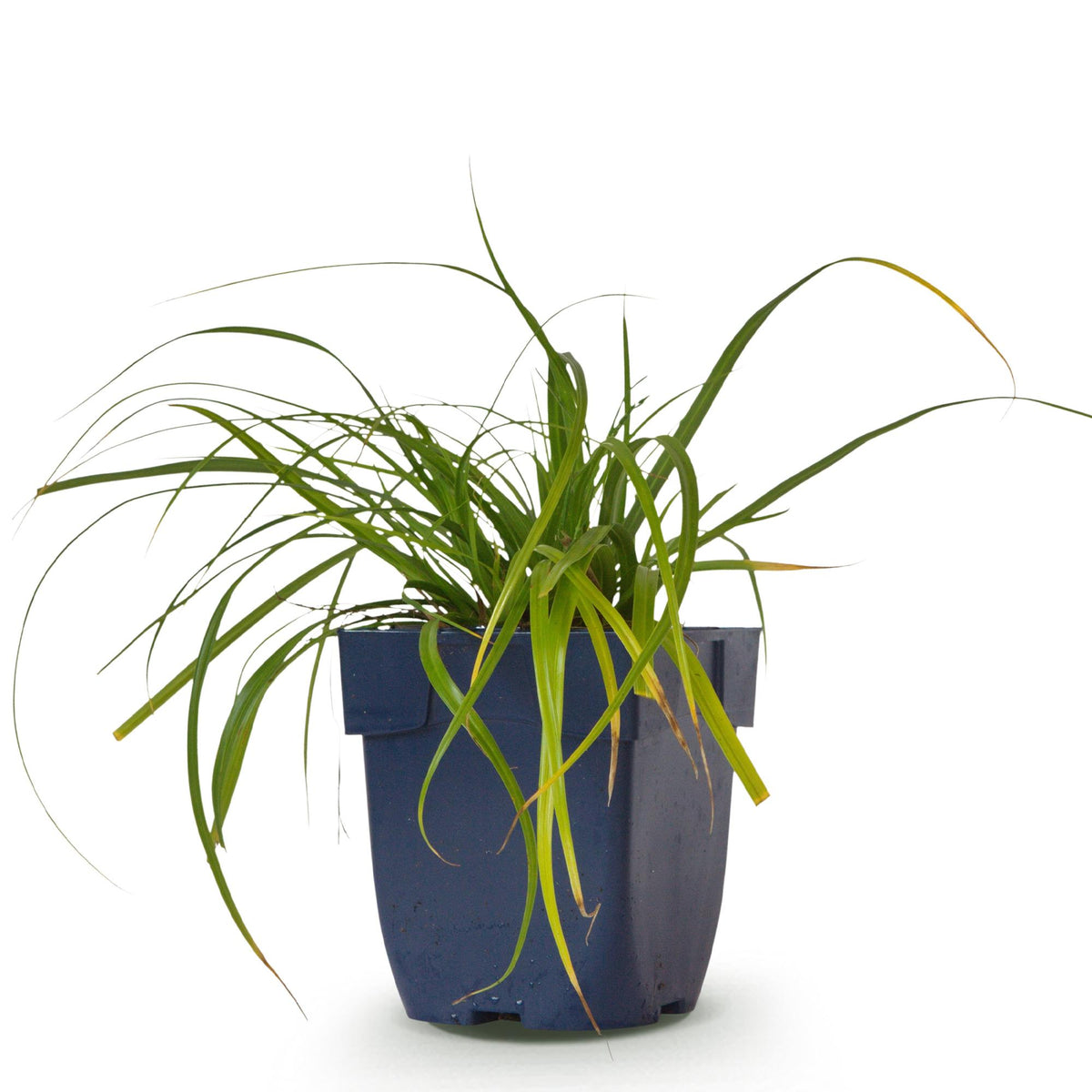 Carex oshimensis 'Evergreen' (Japanse zegge) – Ø11 cm, 15–25 cm hoog