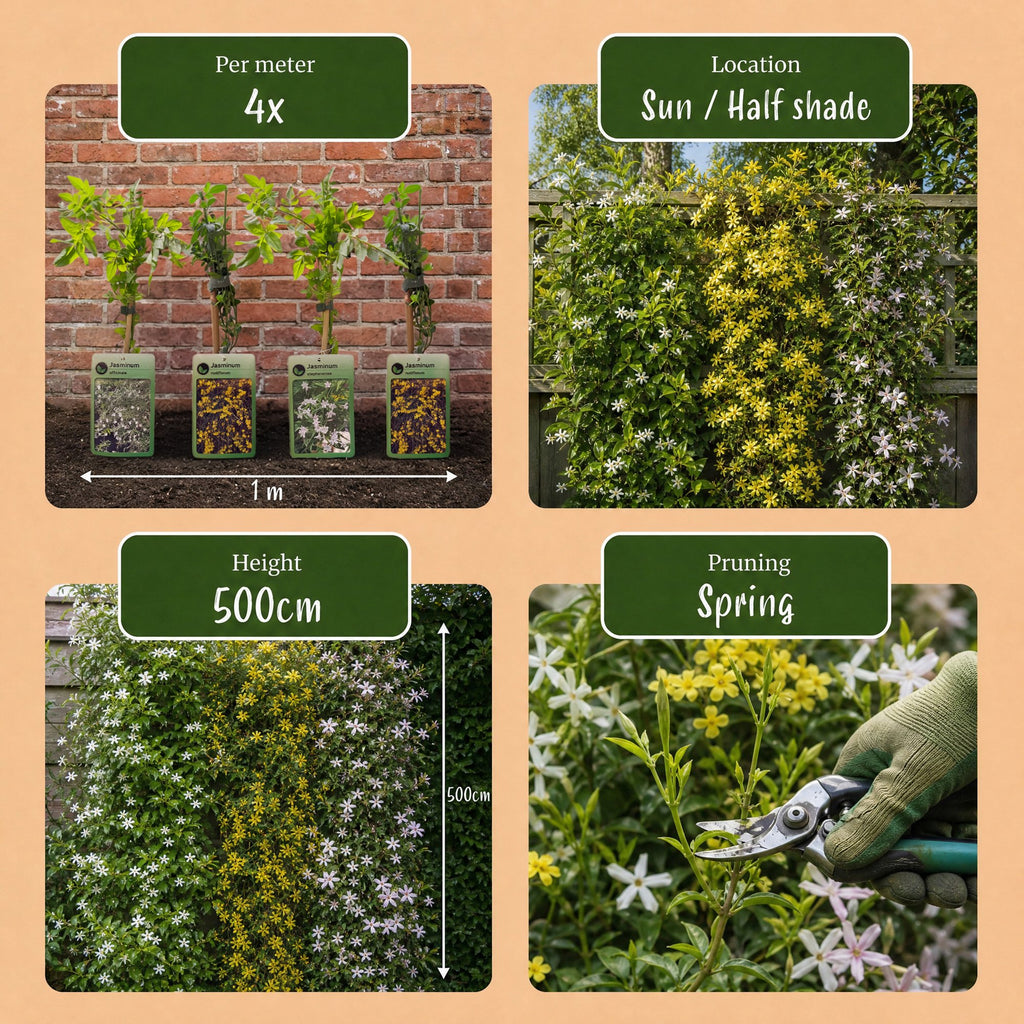 Jasminum 'Tricolour' (three-colored jasmine) – yellow-white-pink – 9 plants, Ø9 cm, 35 cm high – photo 7