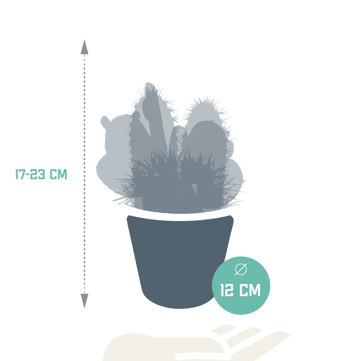 Kaktusmix (Cactaceae) i hvid potte – Ø11 cm, 23 cm høj