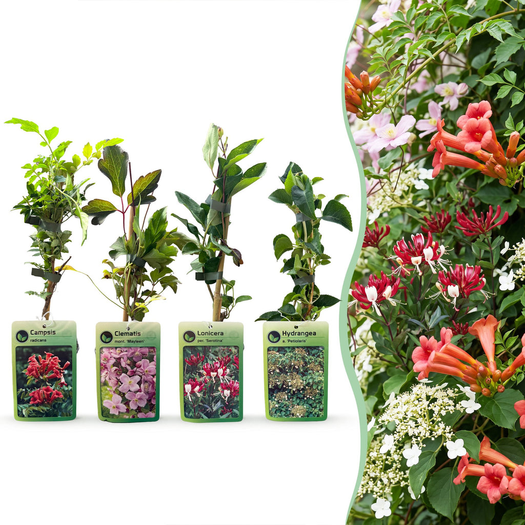 Set de plantes grimpantes Arc-en-ciel – rose clair-blanc-violet – 4 plantes, Ø9 cm, 35 cm de haut