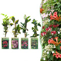 Set de plantes grimpantes Arc-en-ciel – rose clair-blanc-violet – 4 plantes, Ø9 cm, 35 cm de haut