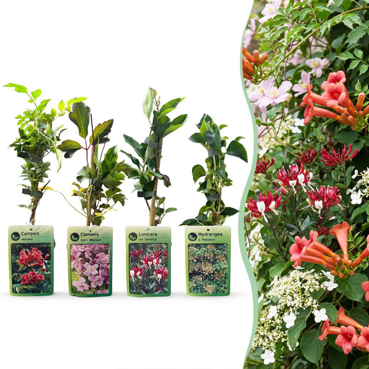 Klimplantenset Regenboog – lichtroze-wit-paars – 4 planten, Ø9 cm, 35 cm hoog