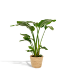 Strelitzia nicolai (oiseau de paradis blanc) avec panier selin – Ø19 cm, 90 cm de haut