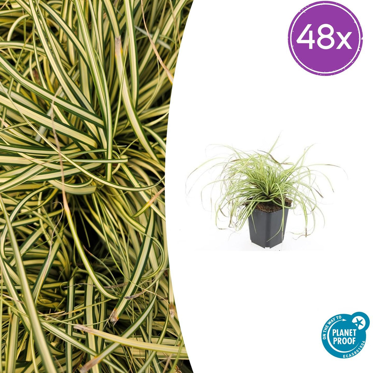 Carex oshim. 'Evergold' (zegge) – 48 planten, Ø9 cm, 10–25 cm hoog