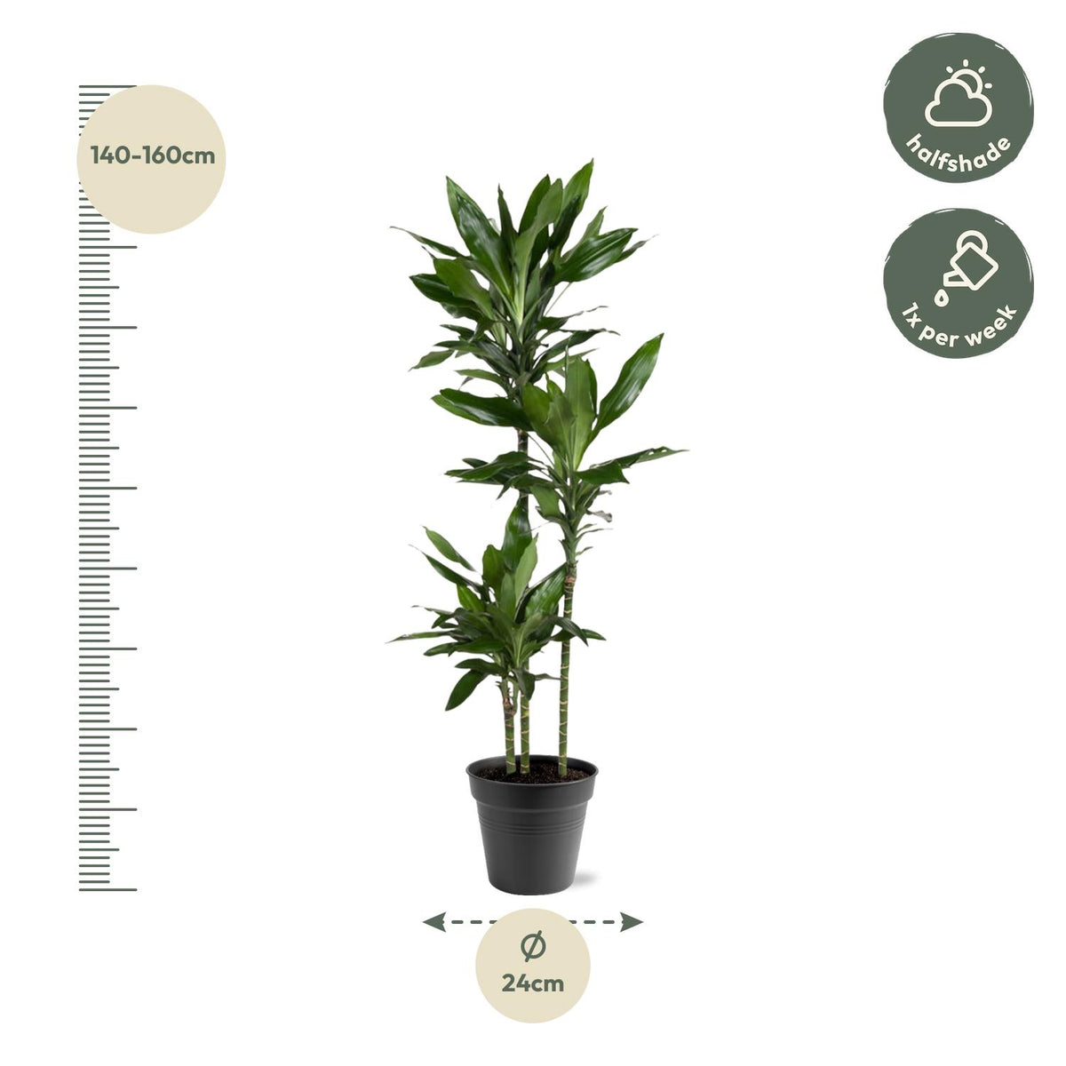 Dracaena Janet Lind (drakenboom) – Ø24 cm, 160 cm hoog