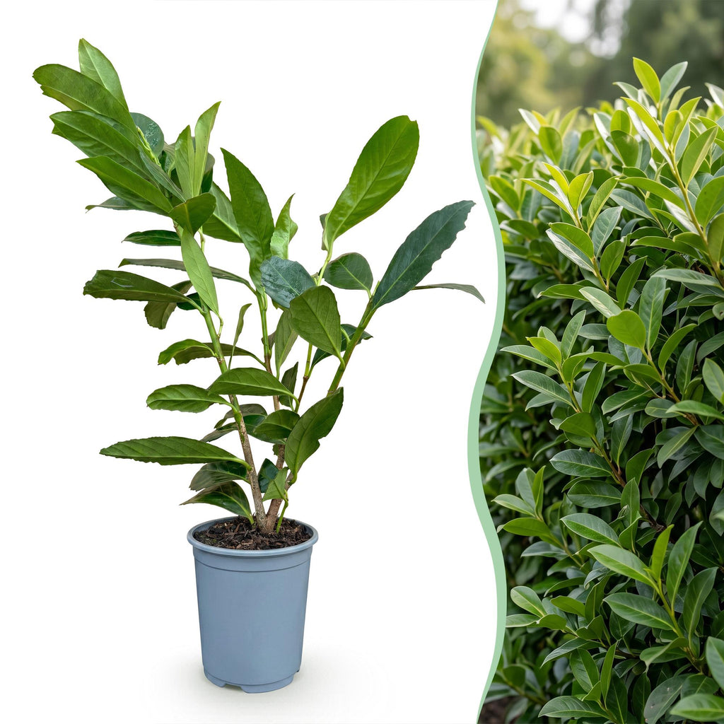 Prunus laurocerasus 'Caucasica' (prunier de cire) – 24 plants, Ø9 cm, 25–35 cm de haut – photo 3