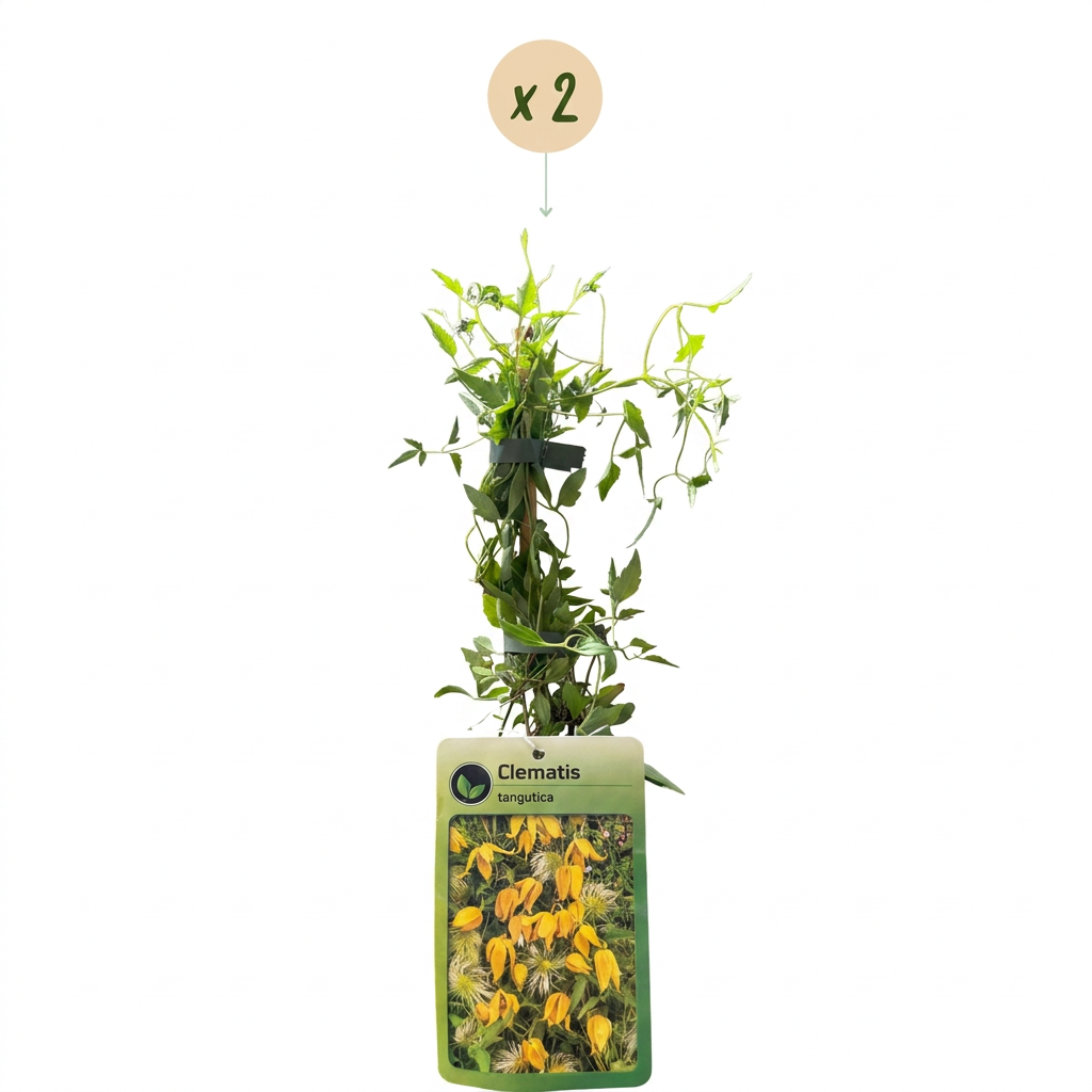 Clematis tangutica (Chinesische Waldrebe) – gelb – 2 Pflanzen, Ø9 cm, 35 cm hoch