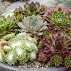 Sempervivum 'Big Sam' (joubarbe) – 12 plantes, Ø7 cm, 10–12 cm de haut