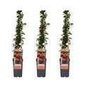 Pyracantha 'Orange Glow' (firethorn) – 3 plants, Ø15 cm, 65 cm high