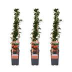 Pyracantha 'Orange Glow' (firethorn) – 3 plants, Ø15 cm, 65 cm high