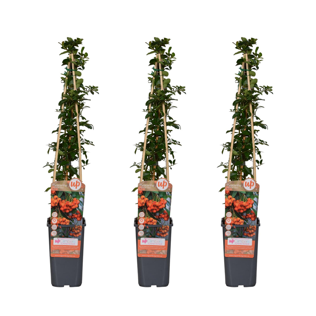 Pyracantha 'Orange Glow' (firethorn) – 3 plants, Ø15 cm, 65 cm high