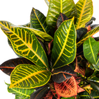 Codiaeum 'Croton' Petra – Ø17 cm, 40–60 cm hoog