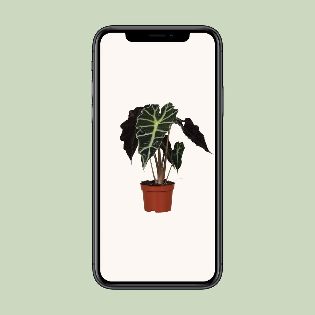 Alocasia amazonica Polly (olifantsoor) – Ø12 cm, 30 cm hoog