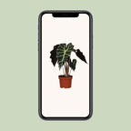 Alocasia amazonica Polly (olifantsoor) – Ø12 cm, 30 cm hoog