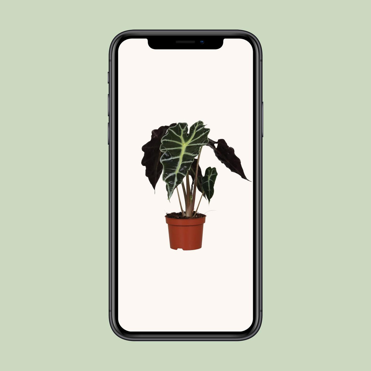 Alocasia amazonica Polly (olifantsoor) – Ø12 cm, 30 cm hoog