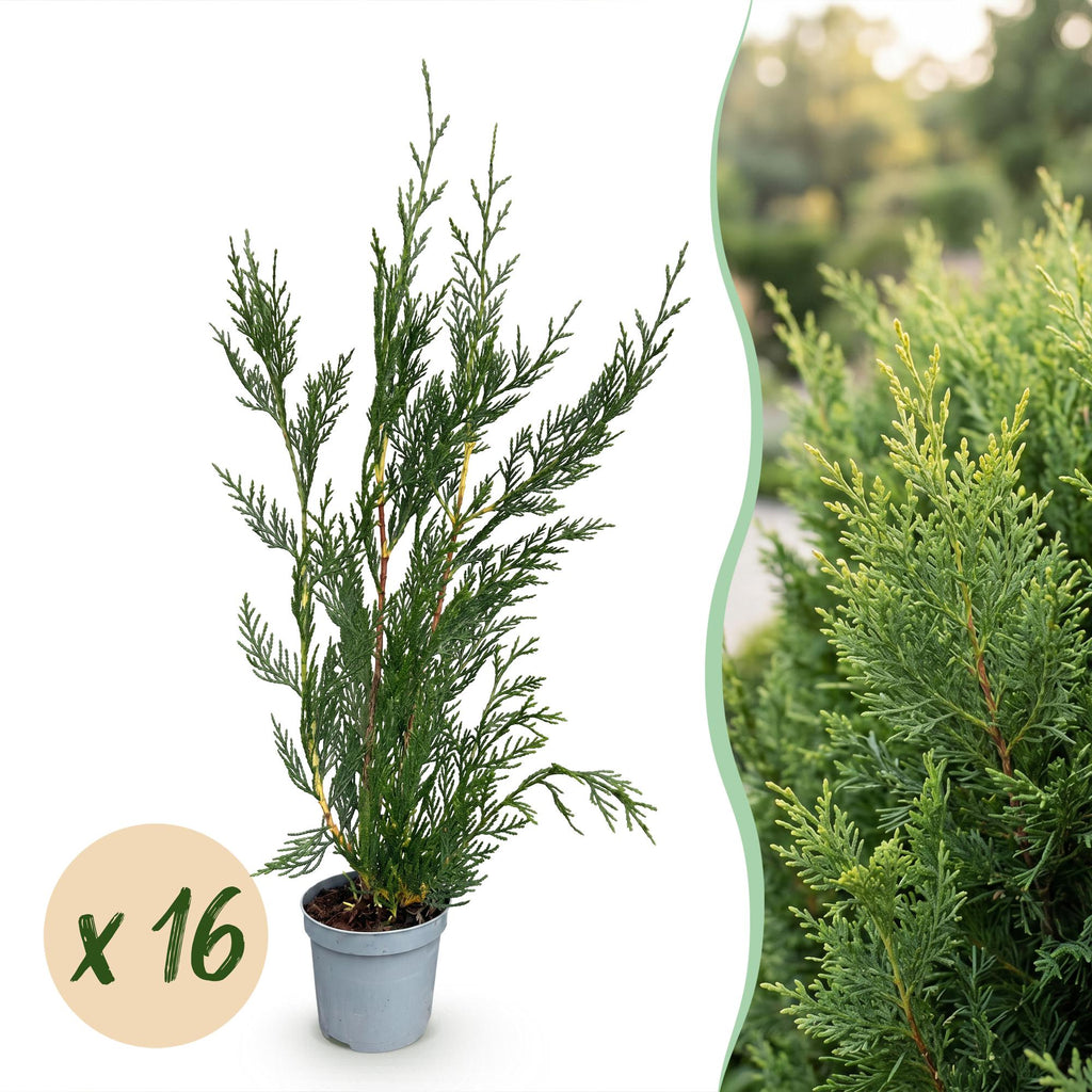 Cupressocyparis leylandii – 16 planten, Ø9 cm, 30–40 cm hoog