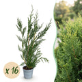 Cupressocyparis leylandii – 16 planten, Ø9 cm, 30–40 cm hoog