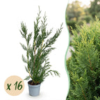Cupressocyparis leylandii – 16 planten, Ø9 cm, 30–40 cm hoog