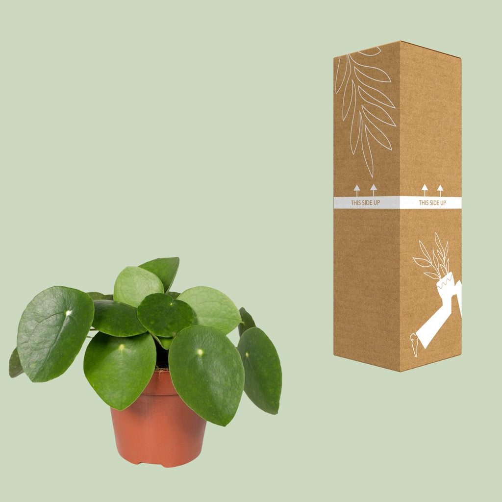 Pilea peperomiodes – Ø 12 cm, 20 cm de haut – photo 8