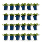 Phlox 'Tricolour' (Fliederkraut) – violett-rosa-weiß – 24 Pflanzen, Ø11 cm, 15–25 cm hoch