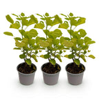 Cotinus coggyria 'Golden Spirit' (cotinus) – jaune – 3 plants, Ø12 cm, 35 cm de haut