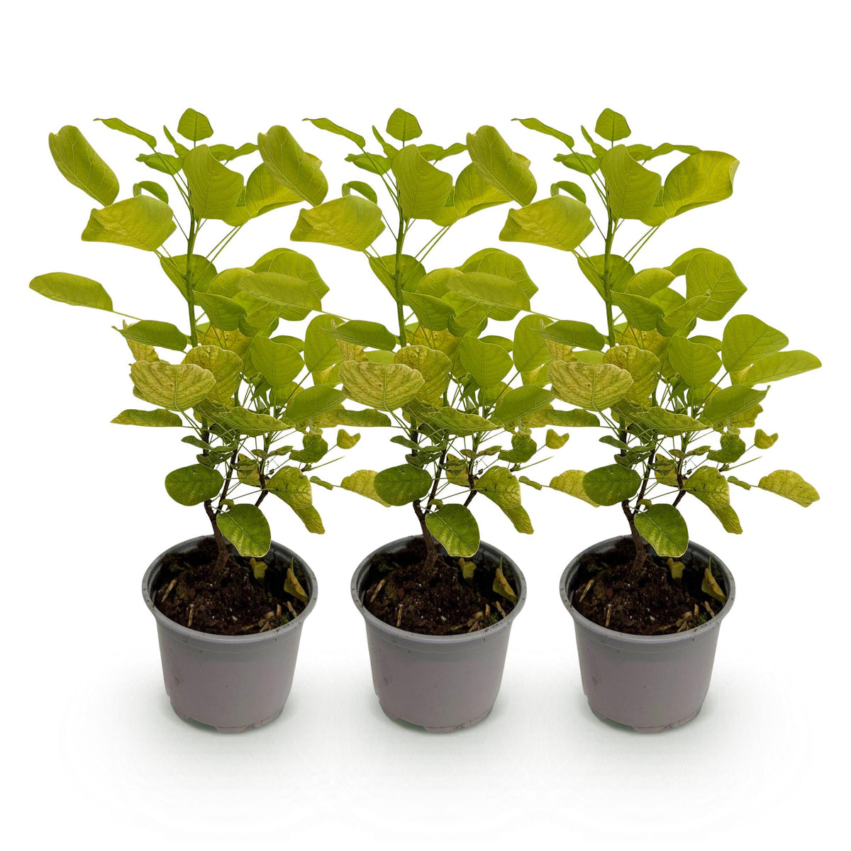 Cotinus coggyria 'Golden Spirit' (cotinus) – jaune – 3 plants, Ø12 cm, 35 cm de haut – photo 2