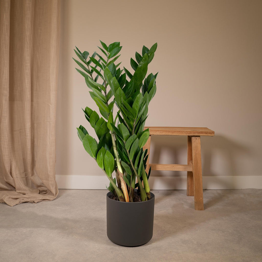 Zamioculcas zamiifolia (Glücksfeder) – Ø 17 cm, 70 cm hoch – Art. 2902