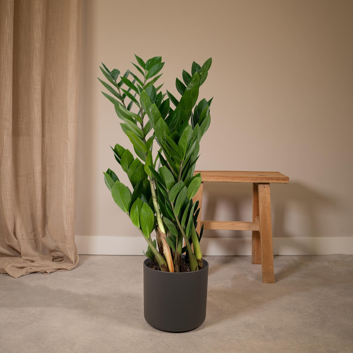 Zamioculcas zamiifolia (zz-plant) – Ø17 cm, 70 cm hoog – art. 2902
