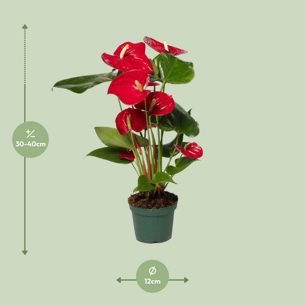 Anthurium Red (flamingo flower) – Ø12 cm, 40 cm high – photo 2