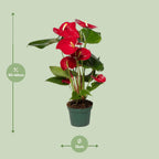 Anthurium Red (flamingo flower) – Ø12 cm, 40 cm high