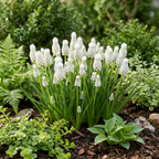 Druifhyacint 'White Magic' – 50 bloembollen (bolmaat 6/7) – art. 61402