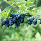 Lonicera caerulea 'Kamchatika' (honeyberry) – 2 plants, Ø15 cm, 50 cm high